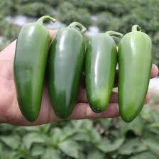 2 Biji - Benih Cabe / Cabai Fanatic Jalapeno - Known-You Seed - Benih Berkualitas - Benih Murah