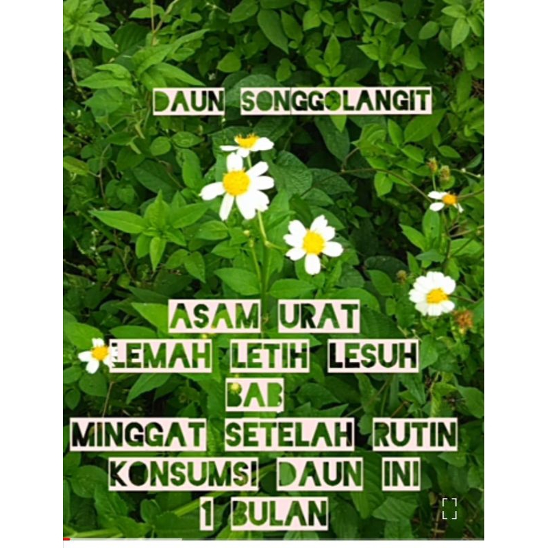 

DAUN SONGGO LANGIT HERBAL