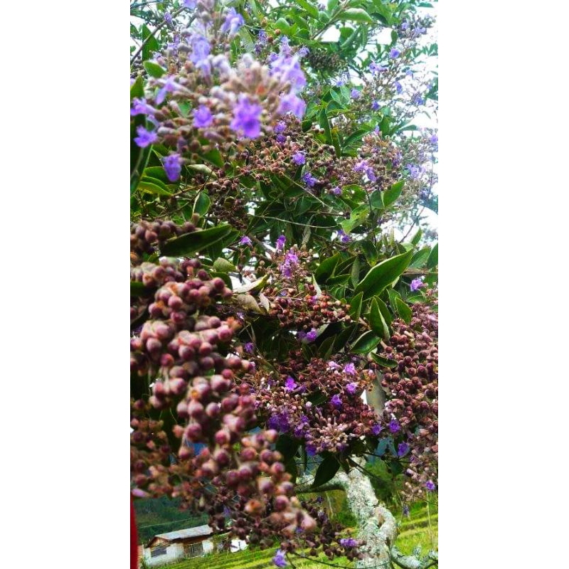 BIBIT GANDASARI/LEGUNDI PAKET 250 BATANG