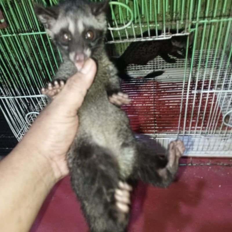 musang jinak total 2 sampai 2.5bln