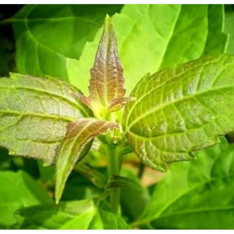 

PROMO DAUN KIRINYUH SEGAR