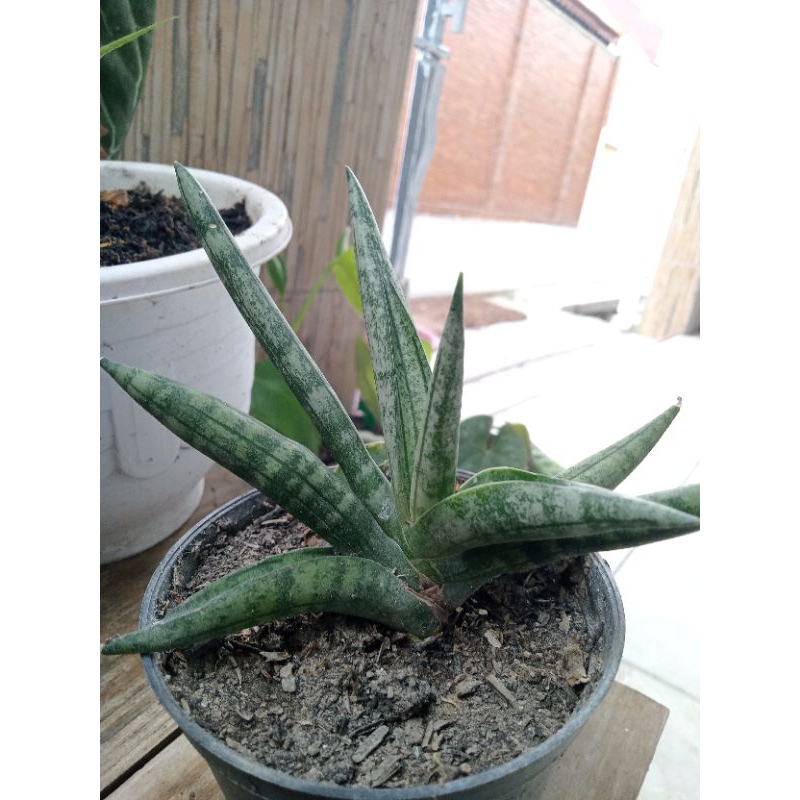 Sansevieria Boncel