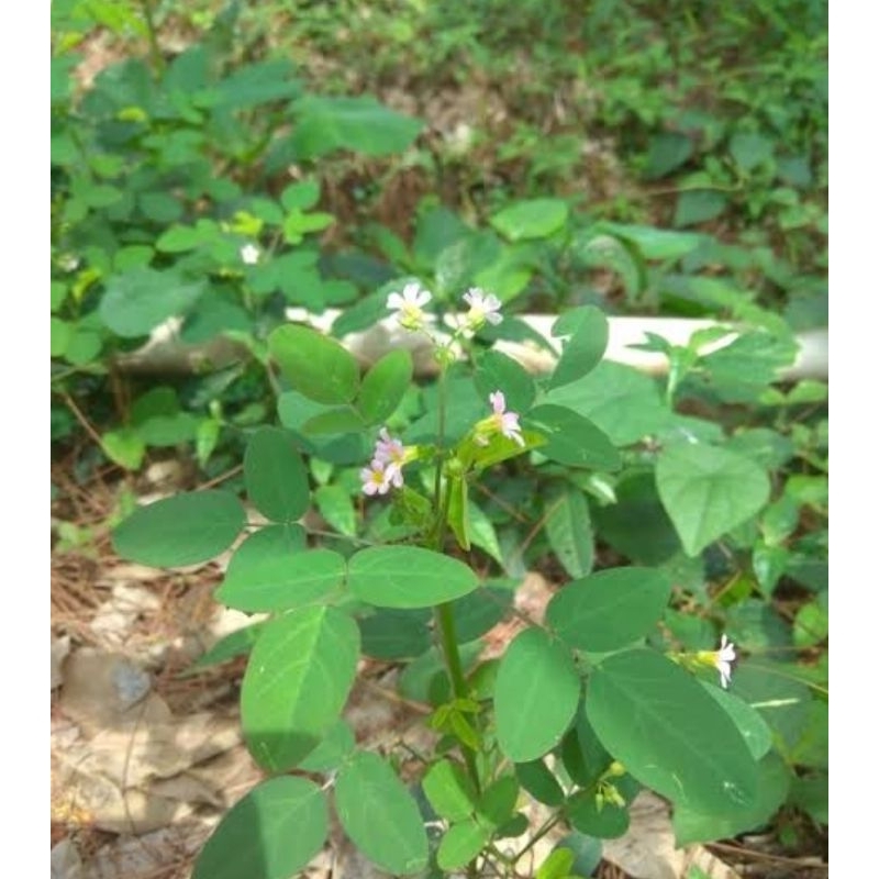 

Daun belimbing tanah daun calincing segar 400 gram