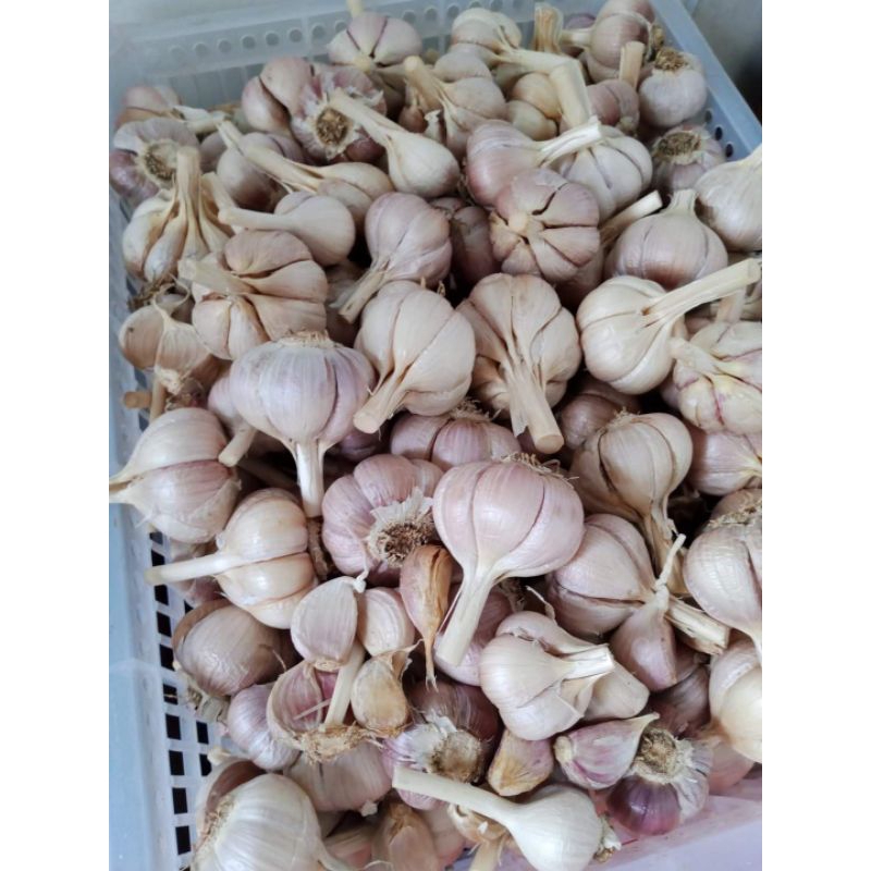 

Bawang Putih Kating