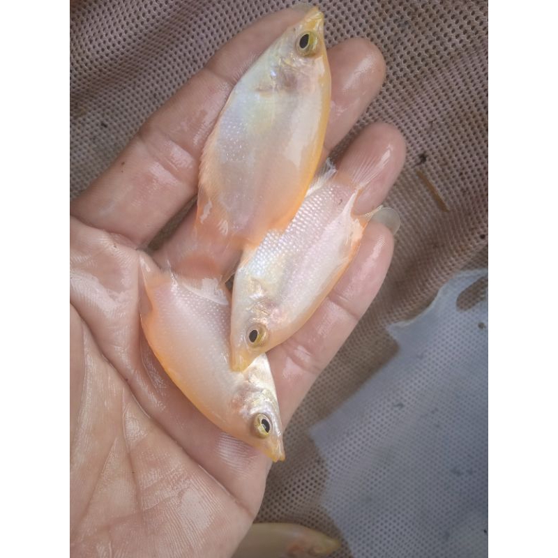 gurame albino 10 ekor