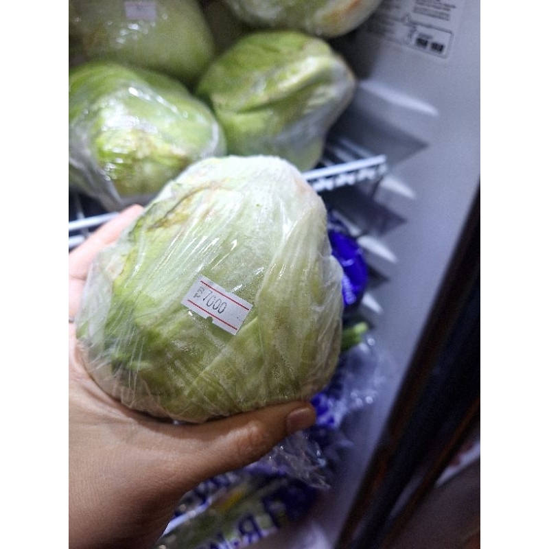 

sayur letus perbonggol