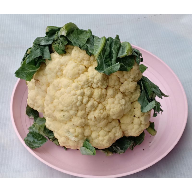 

kembangkol 250g