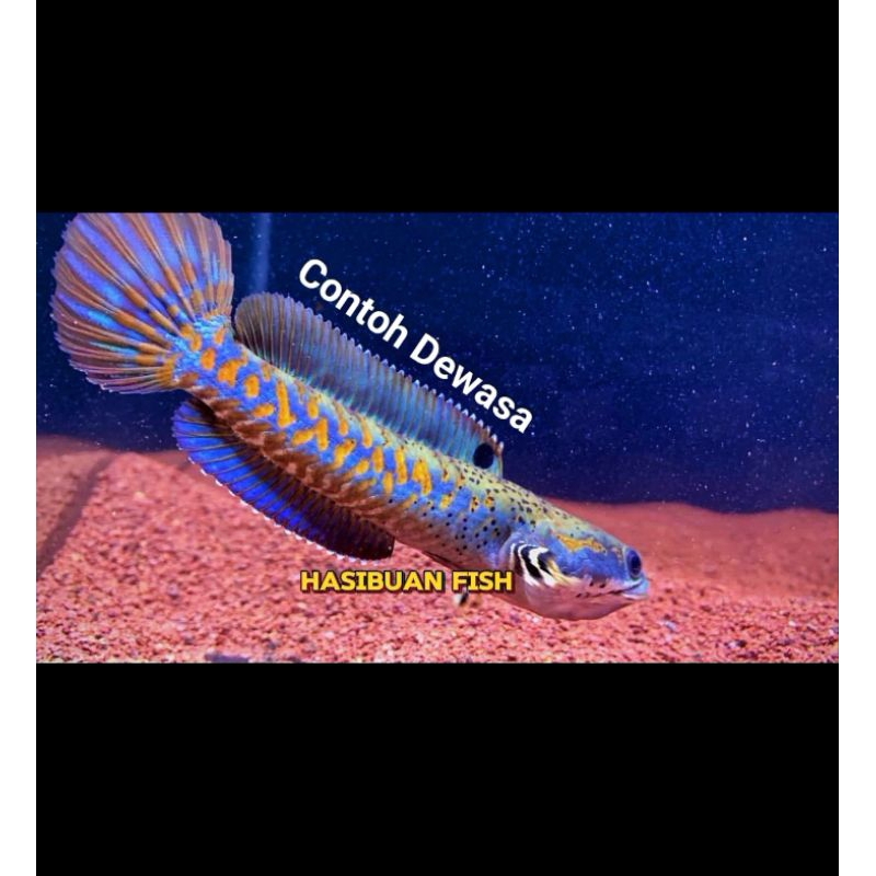 Channa Blue Pulchra Yellow Spot Dan Full Dot Size 8-10Cm Garansi 100%,Channa BP Full Dot Size 4Cm-5C