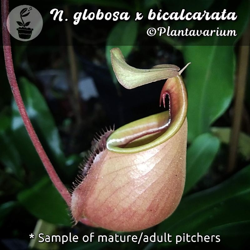 Tanaman Karnivora Nepenthes Globosa x Bicalcarata
