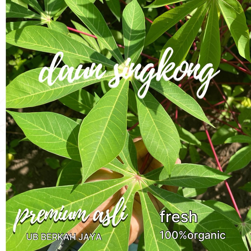 

DAUN SINGKONG SEGAR fresh per ikat/mencegah penyakit Anemia