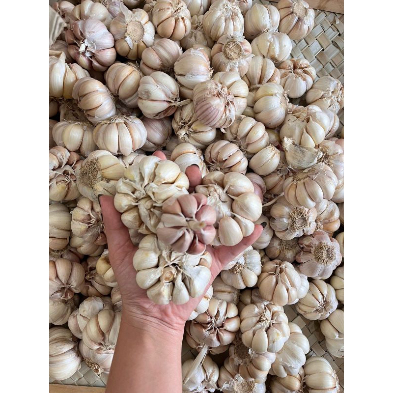 

Bawang Putih Sinco 1kg Super Banyuwangi
