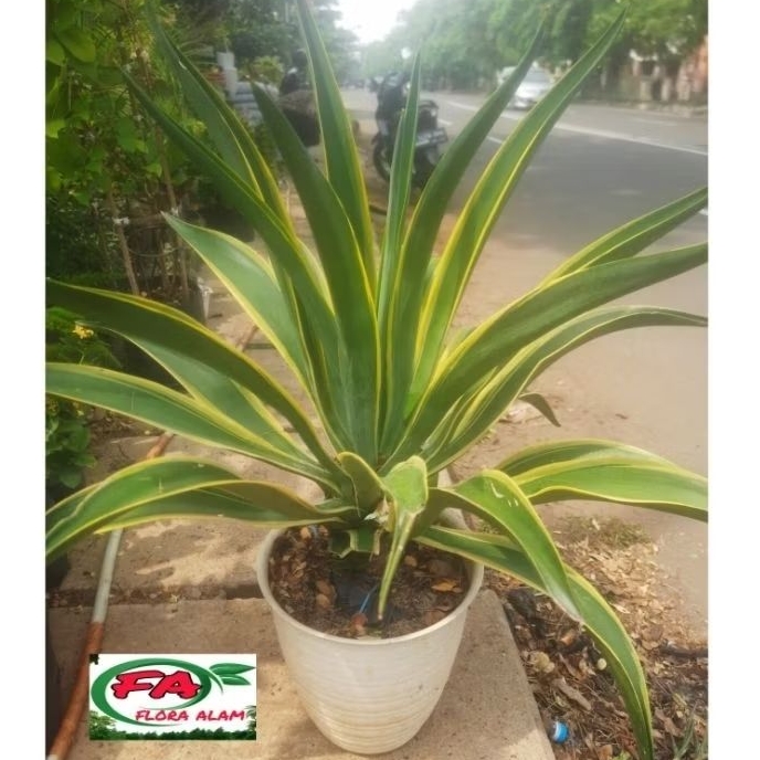 PAKET Tanaman Agave Mahkota