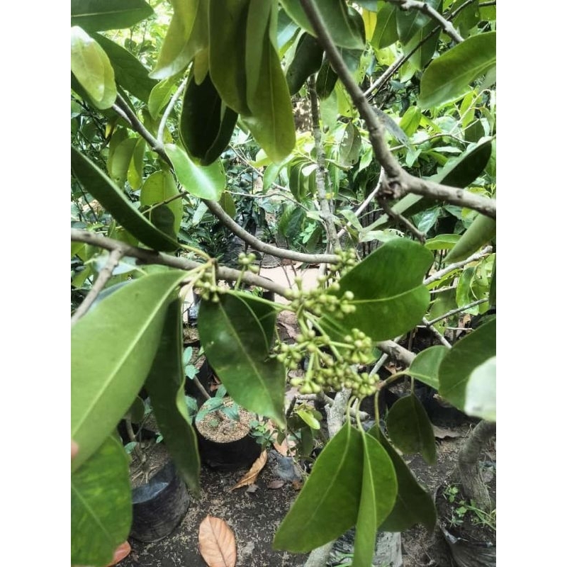 JUWET BERBUNGA/BERBUAH