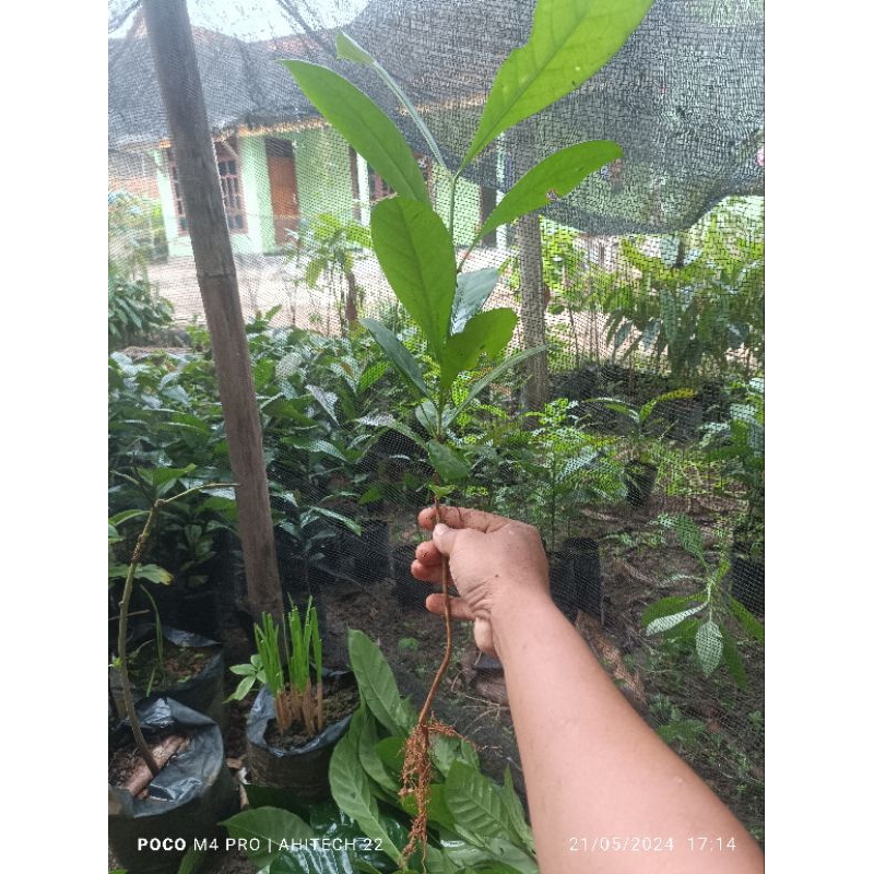 BIBIT KOPI LIBERIKA ROBINSON NANGKA