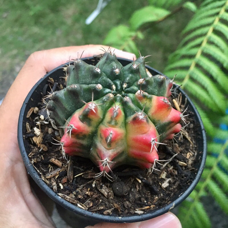 Kaktus Gymno Miha Variegata 11