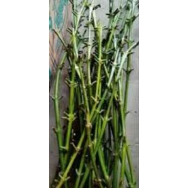 

entres raja klon bagio 1kg