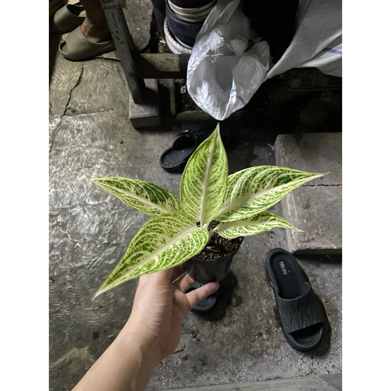 aglonema legacy putih