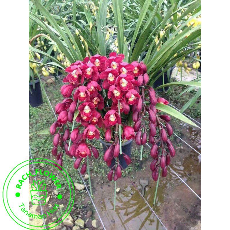 ( BISA COD ) Anggrek Cymbidium dark red f1-Tanaman hias hidup-Bunga hidup-Bunga hias-Bunga Anggrek-A