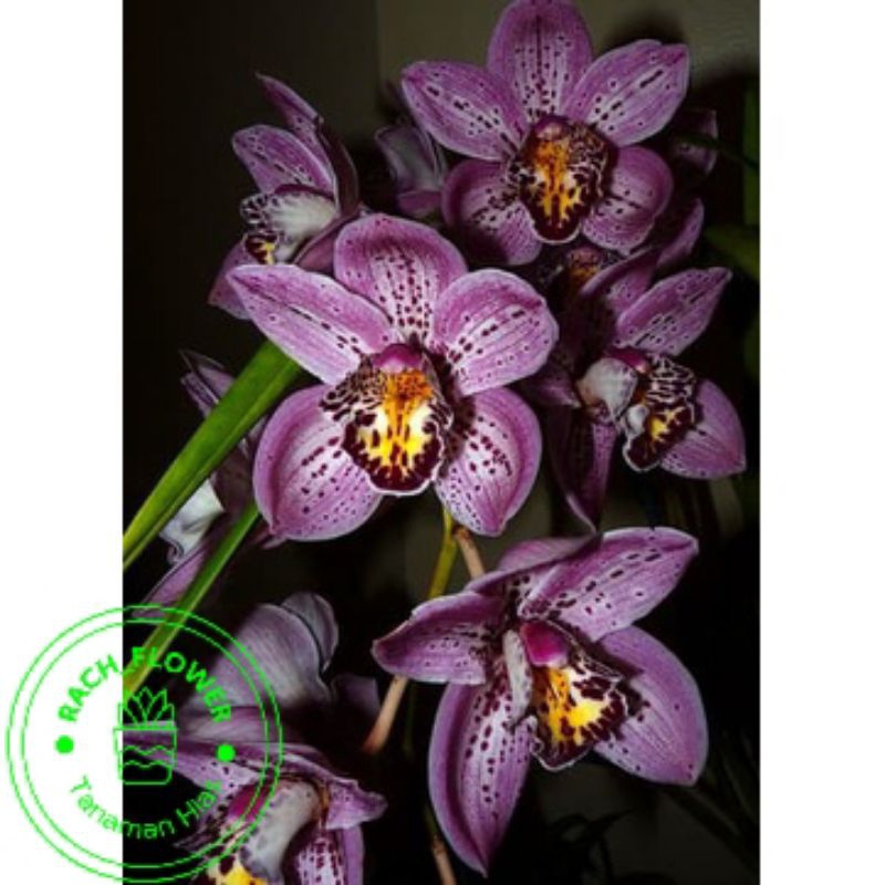 ( BISA COD ) Anggrek cymbidium ungu hibrid-Tanaman hias hidup-Bunga hidup-Bunga hias-Bunga Anggrek-A