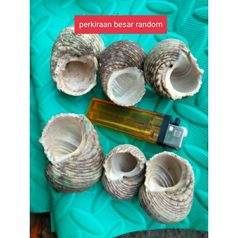 6 cangkang besar kosong umang-umang  random