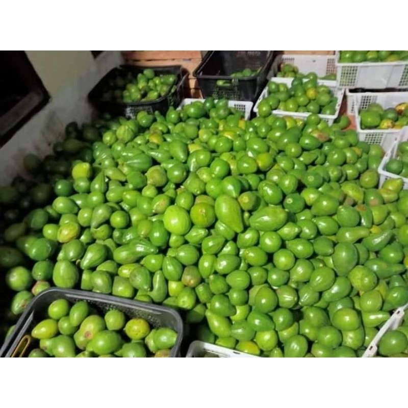 

Alpukat Mentega Kualitas Premium