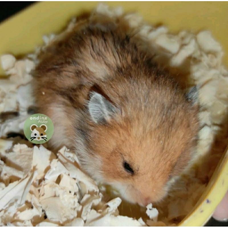 [ONDINE PETSHOP] HAMSTER SYRIAN SHORT HAIR