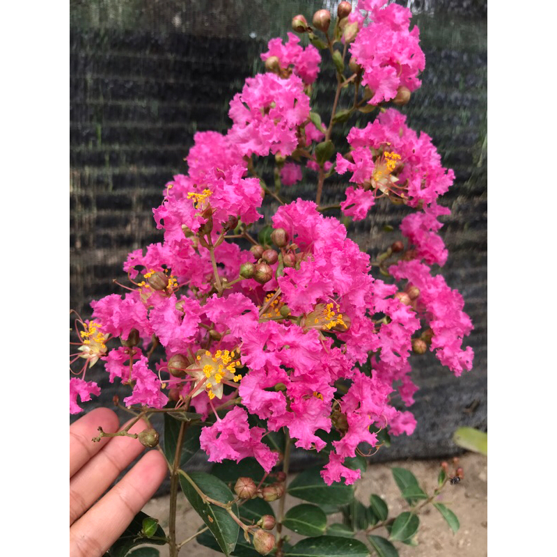 Tanaman Tanaman Hias Bunga Sakura Jepang