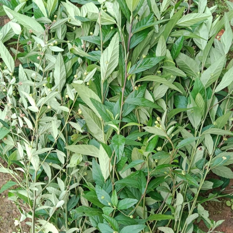 

daun sidaguri jantan segar 500g