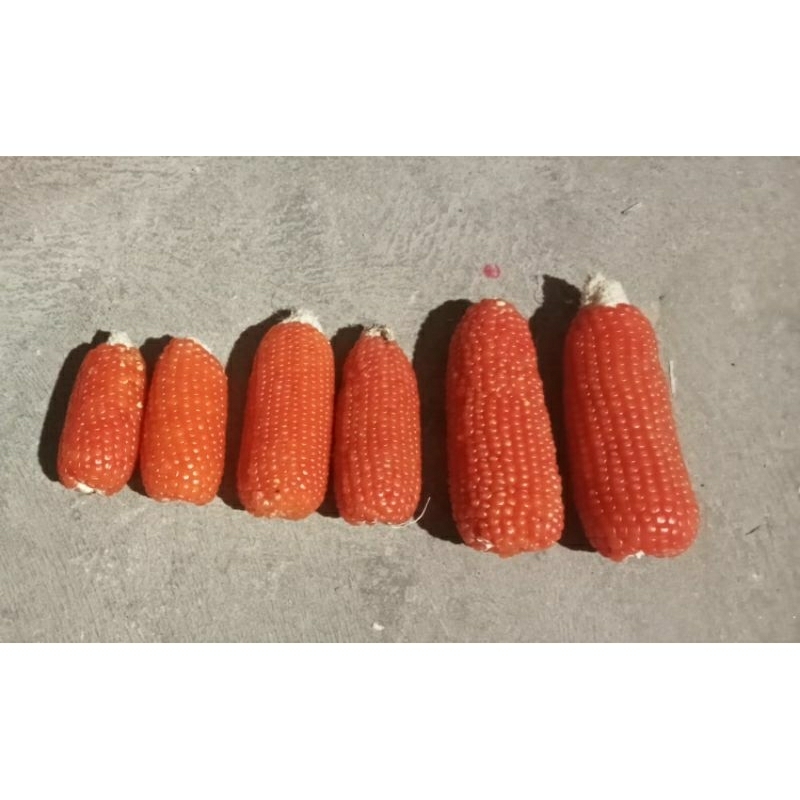 

MINI DRIED CORN 100GR/COD Murah