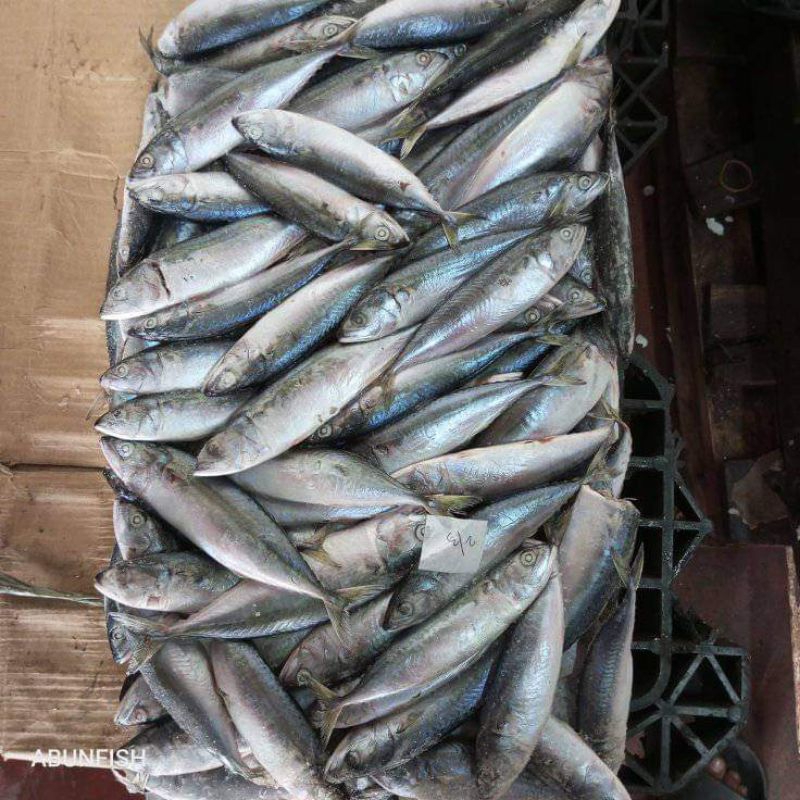 

Ikan Kembung Banjar Kecil RJ Fish 10kg