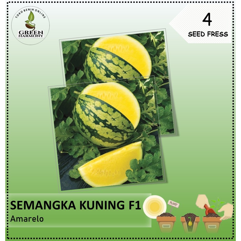 4 Biji - Benih Semangka Kuning AMARELO F1 tanpa biji, rasa manis segar