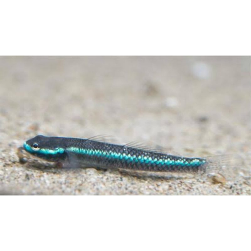 Goby blue neon ikan hias aquascape