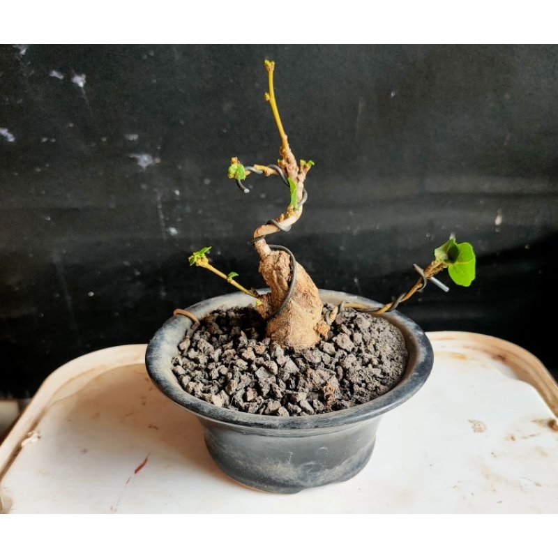 Mame bonsai Waru taiwan
