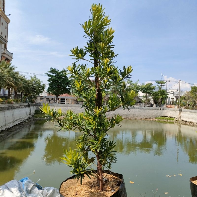 Lohansung mawar 1 meter