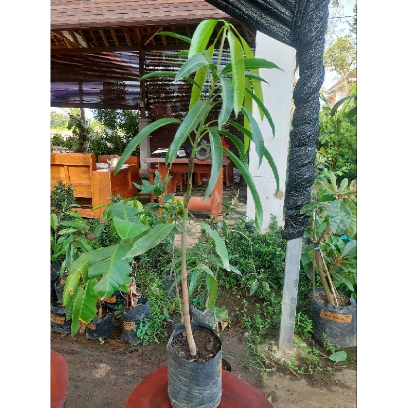 

Mangga red ivory