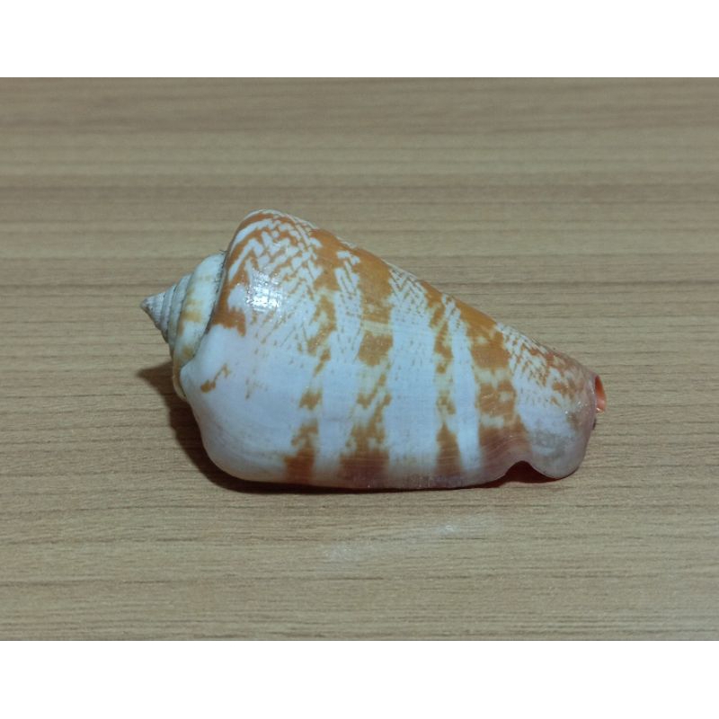 cangkang kerang Conus Luhuanus
