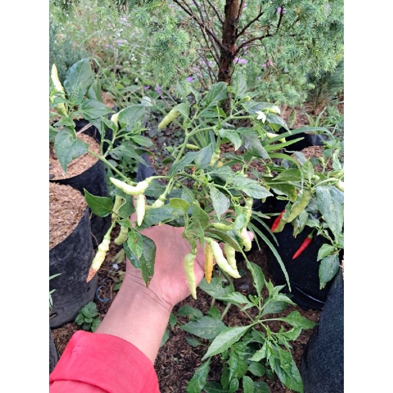 bibit cabe setan/cabe domba