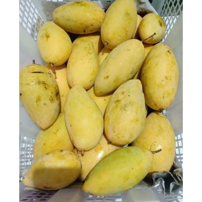 

Mangga tongdam/ mangga thailand