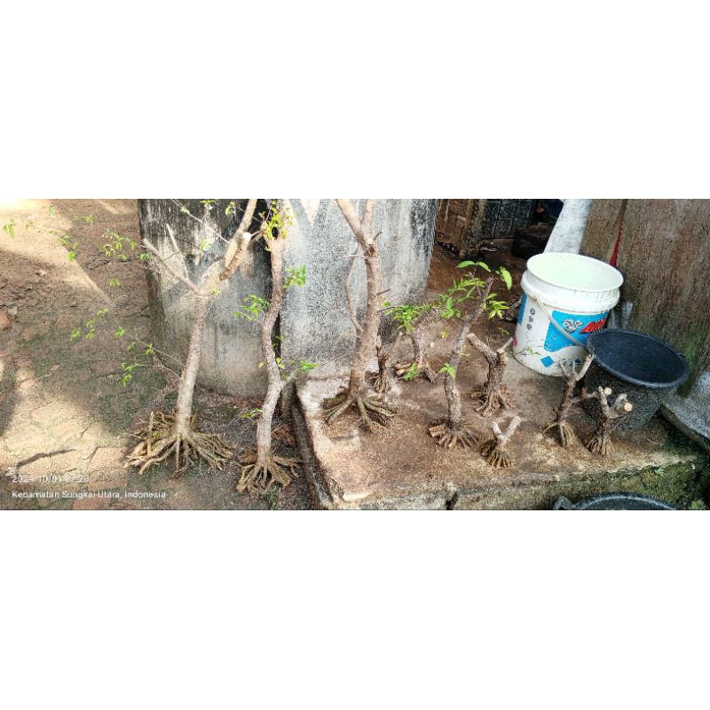 anput prokar kliling