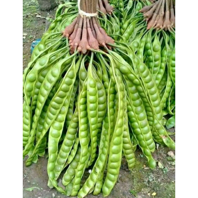 

PETE SUPER BIJI GEDE ( PAKET MURAH per 10 papan )