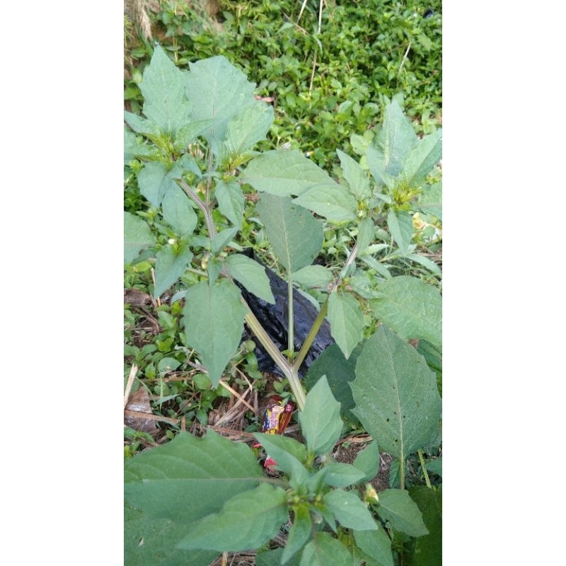 

ciplukan segar atau cecenet 1kg murah