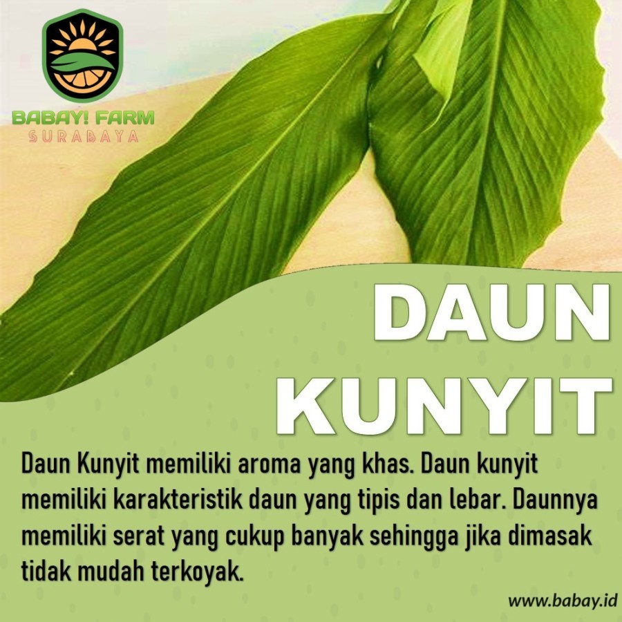 

Daun Kunyit 250 gr 500 gram 1 kg / daun koneng herbal / daun kunir per pack