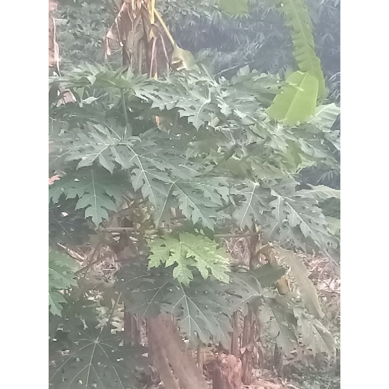 

Daun pepaya segar 1 tangkai