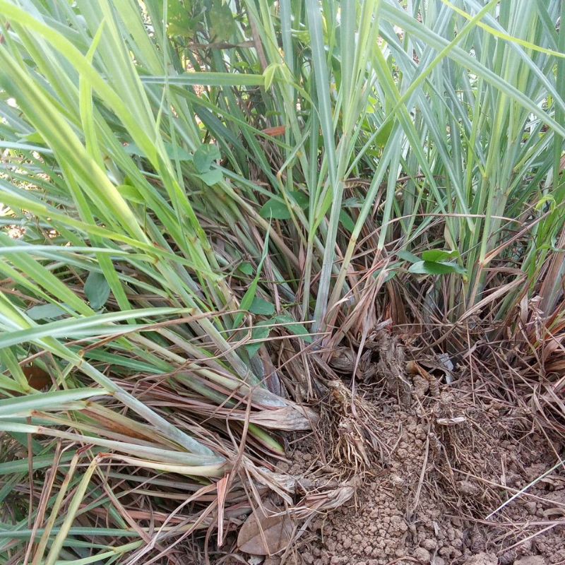 

daun sere lengkap batang 250g