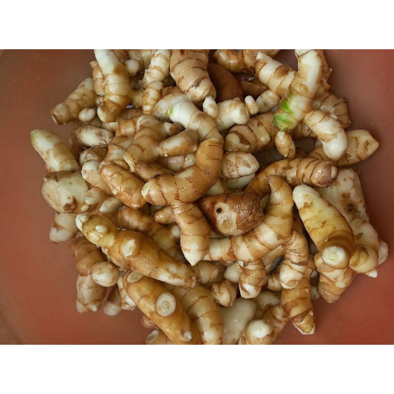 

KUNYIT PUTIH TEMU PUTIH KUNIR PUTIH SEGAR obat lambung herbal alami 100% organic jamu herbal