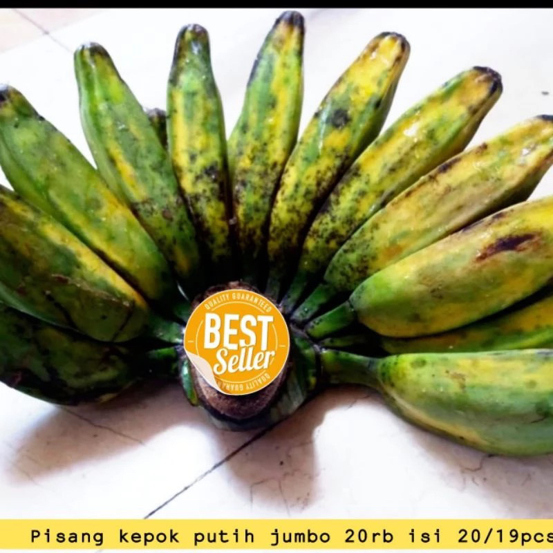 

pisang kepok putih buat burung jumbo satu sisir