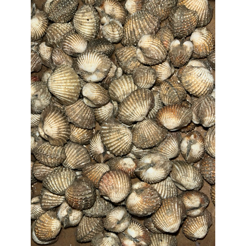 

kerang dara fresh | Kerang dara | 1kg