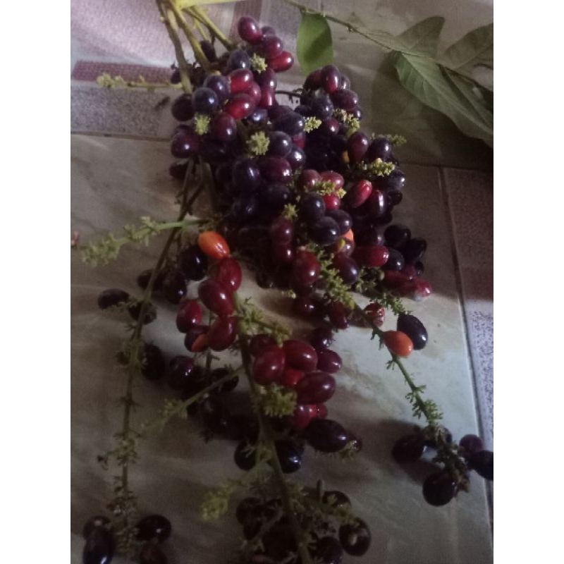 

Buah katilayu biji katilayu / klayu