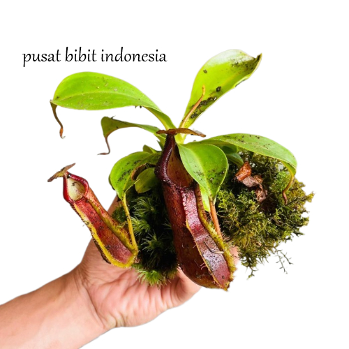 Tanaman Anggrek Langka Kantong Semar Elegan Dengan Pot Dan Media fres