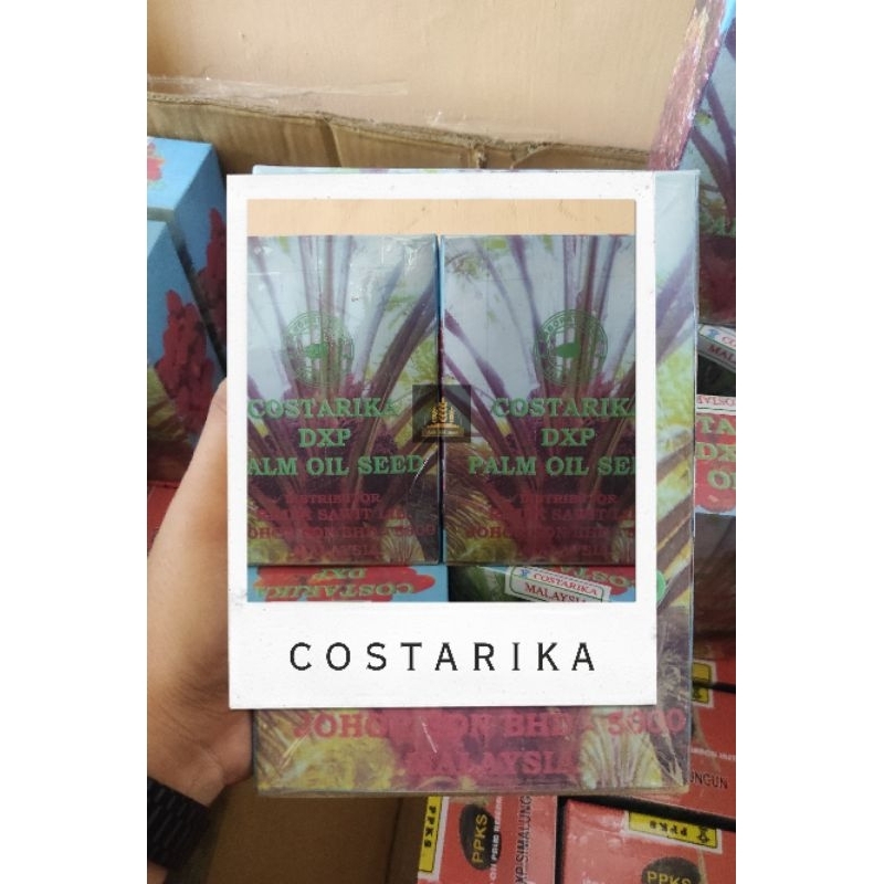 Benih kecambah sawit COSTARIKA siap semai (250 butir) kelapa sawit costarika Bella bibit